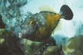 Spotted Filefish