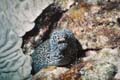 Spotted Moray
