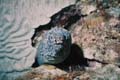 Spotted Moray