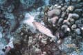Tiger Grouper