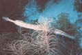 Trumpetfish