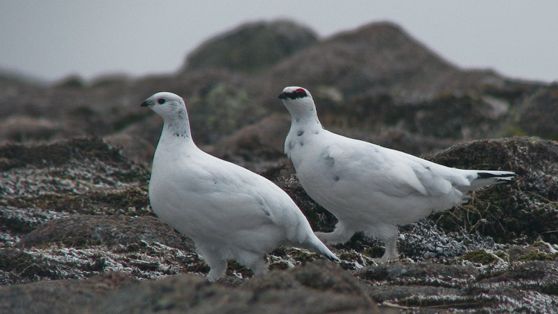 Winter Ptarmigan
