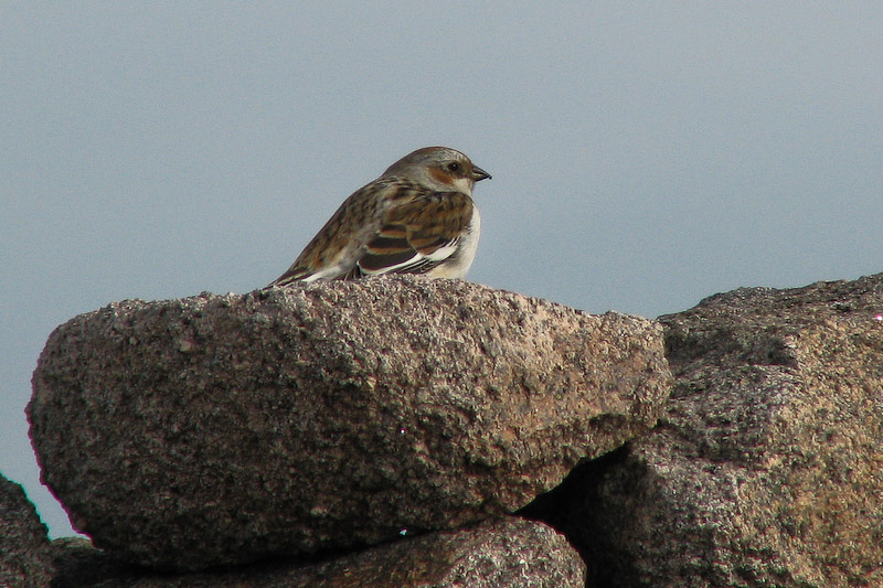 Snow Bunting
