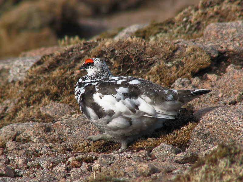 Ptarmigan