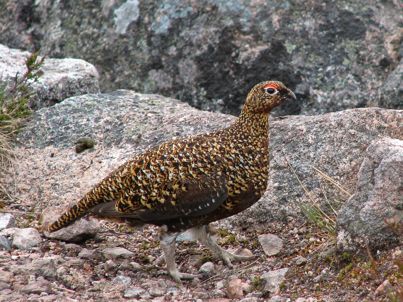 Red Grouse