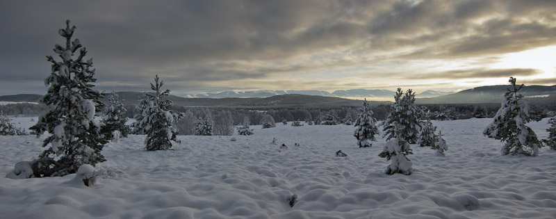 Cairngorm Panorama