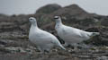 Winter Ptarmigan