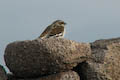 Snow Bunting