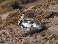 Ptarmigan