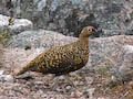 Red Grouse