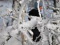 Snow Crystals