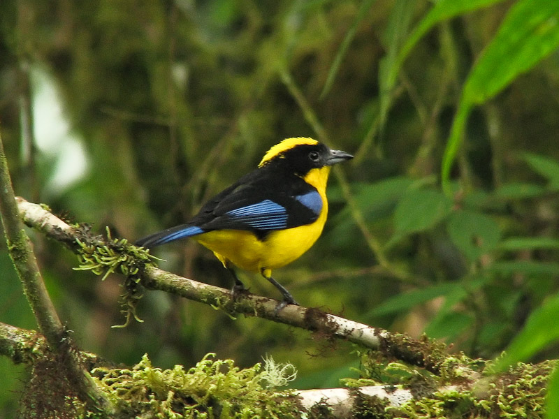 Bellavista - Blue-winged Mountain Tanager