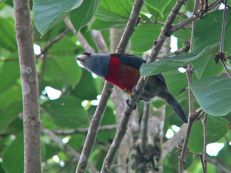 Bellavista - Toucan Barbet