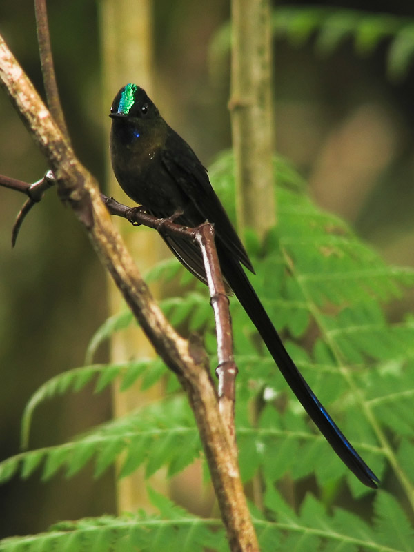 Bellavista - Violet-tailed Sylph Hummingbird