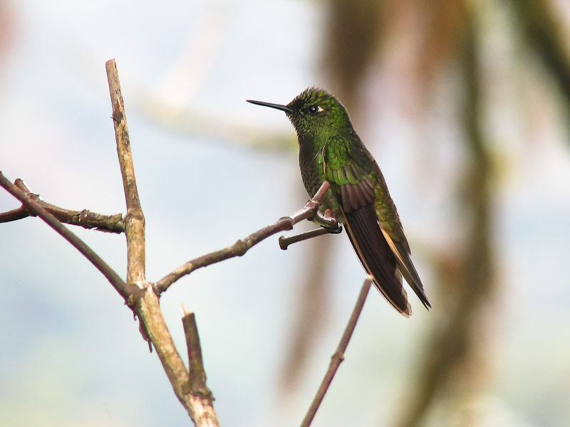 Bellavista - Buff-tailed Coronet Hummingbird