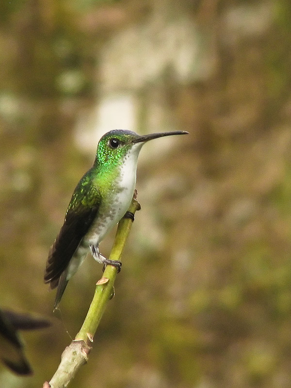 Bellavista - Andean Emerald Hummingbird