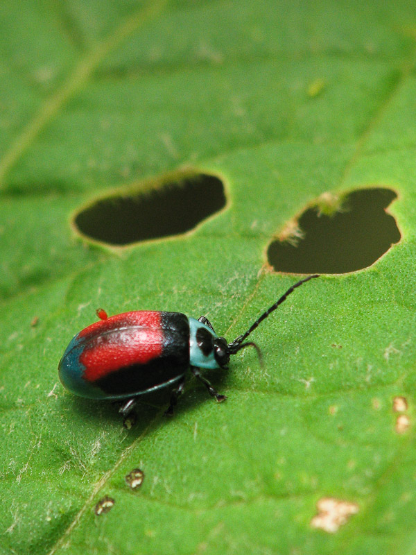 Bellavista - Ladybird