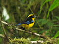 Bellavista - Blue-winged Mountain Tanager