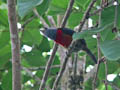 Bellavista - Toucan Barbet