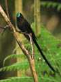 Bellavista - Violet-tailed Sylph Hummingbird