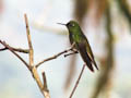 Bellavista - Buff-tailed Coronet Hummingbird