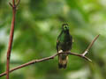 Bellavista - Buff-tailed Coronet Hummingbird