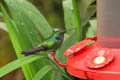 Bellavista - Green Violetear Hummingbird