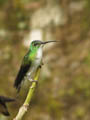 Bellavista - Andean Emerald Hummingbird