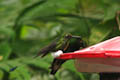 Bellavista - Booted Rackettail Hummingbird