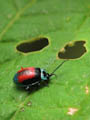 Bellavista - Ladybird