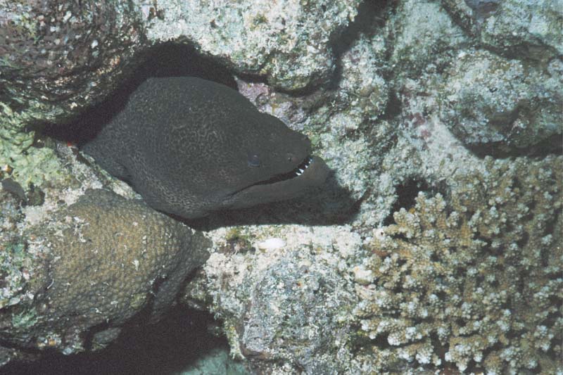  Giant Moray