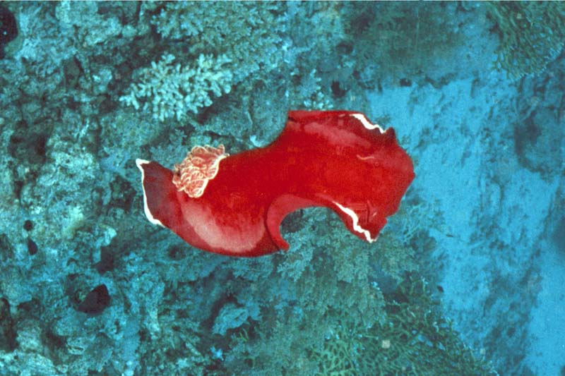  Spanish Dancer