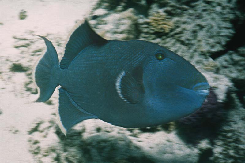  Redtooth Triggerfish