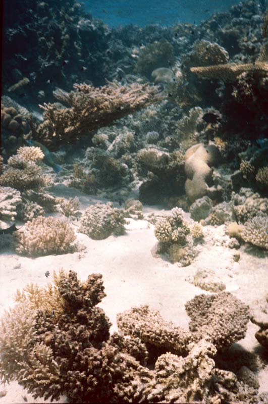  Coral Reef