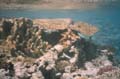  Coral Reef