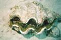  Giant Clam