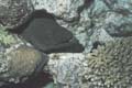  Giant Moray