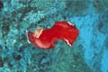  Spanish Dancer