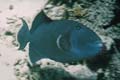  Redtooth Triggerfish