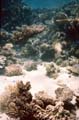  Coral Reef