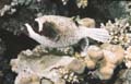 Masked Pufferfish