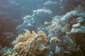  Diving Reef