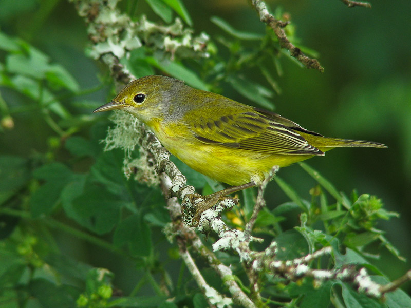 Yellow Warbler