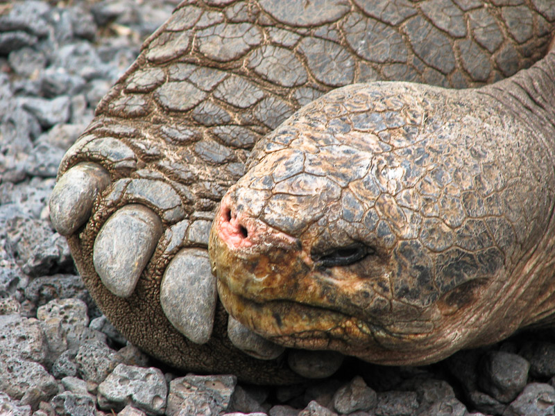 Giant Tortoise Close-up