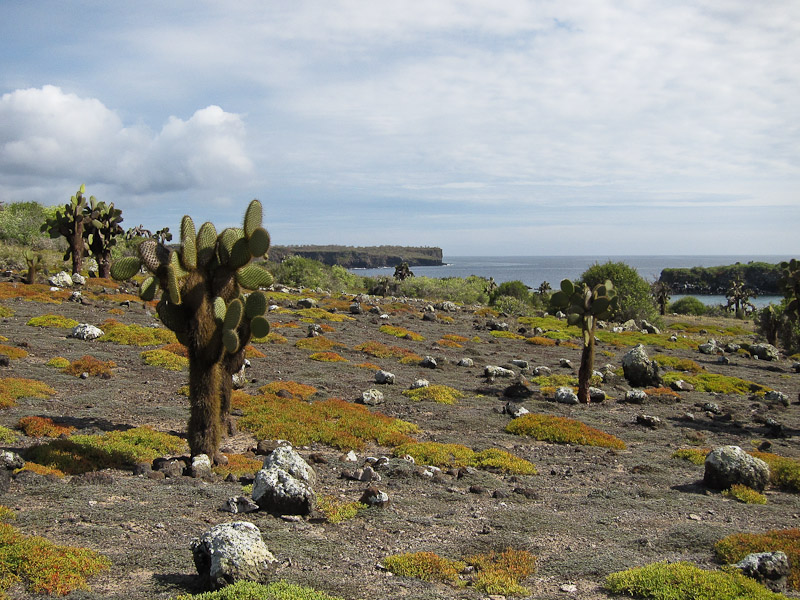 South Plaza Island