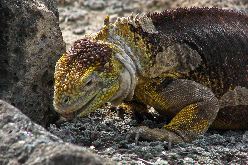 Land Iguana Lunch