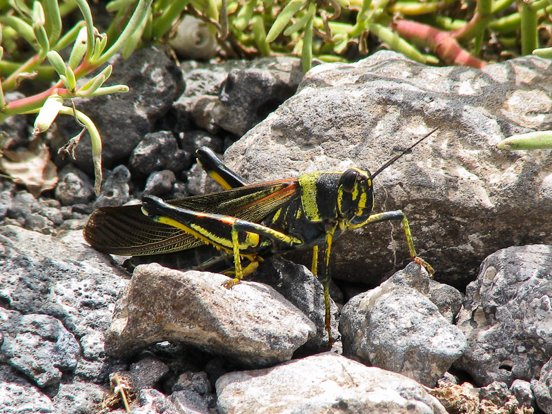 Large Painted Locust
