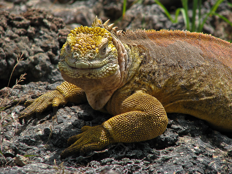 Smug Land Iguana