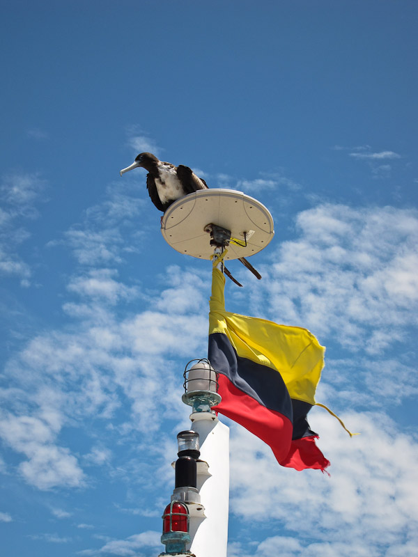 Frigatebird Hitchhiker