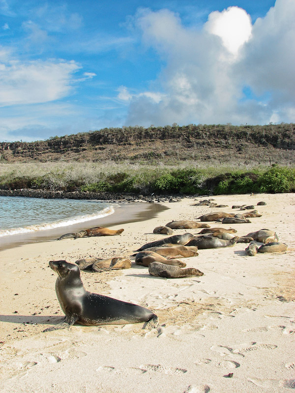 Galapagos Sea Lions on Santa Fe